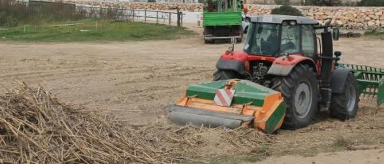 Gandia logra aprovechar los millones de cañas que la riada dejó  en sus playas