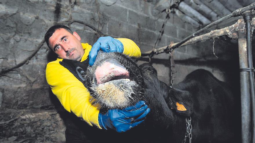 Las vacas muertas debido a la Enfermedad Hemorrágica Epizoótica en Galicia ya son diez