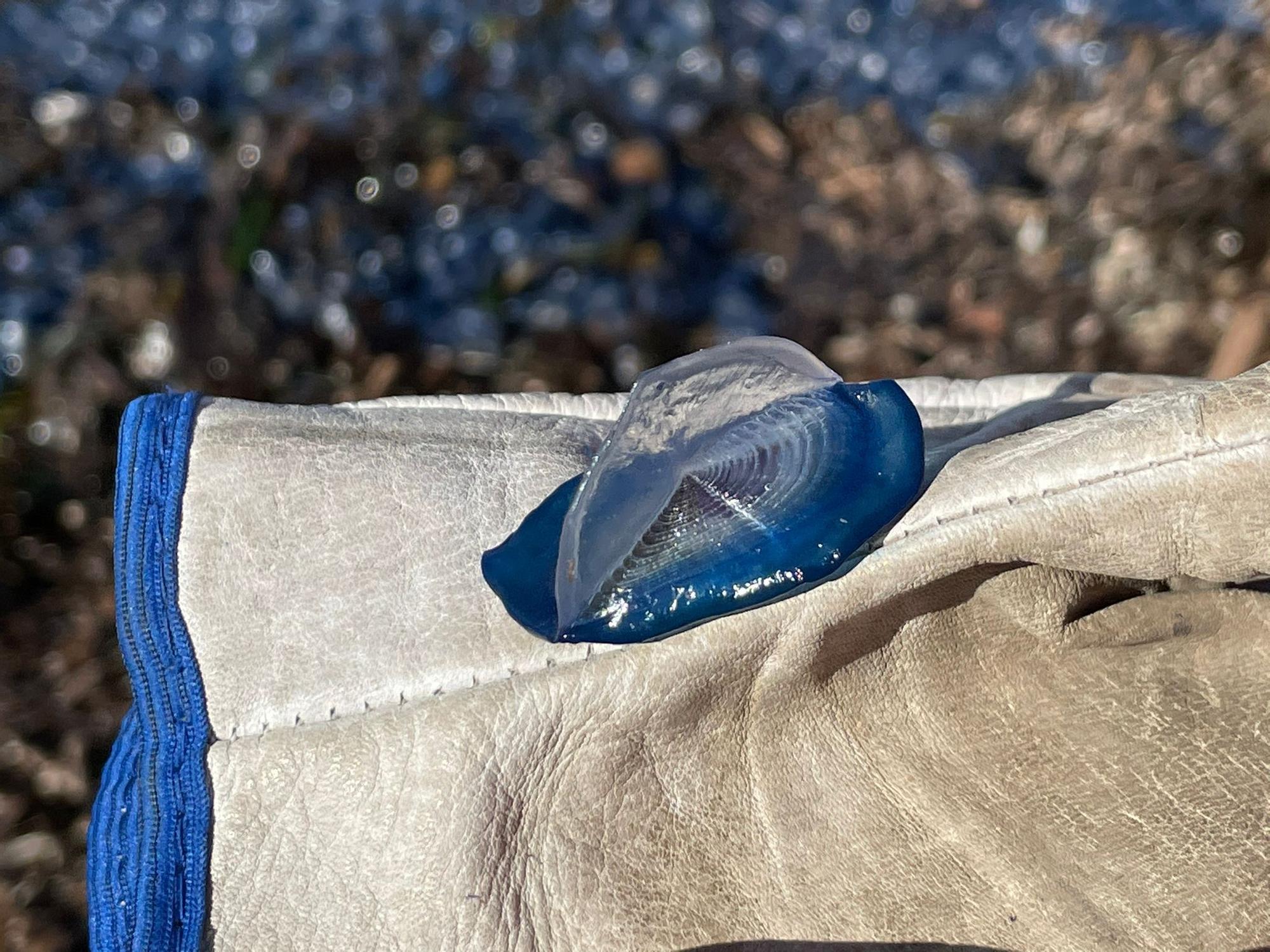 La medusa velero, también llamada Velella velella, es una de las pocas especies que viven sobre la superficie del mar, a diferencia del resto de medusas que suelen poblar al menos profundidades mayores.