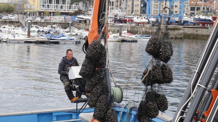 El mejillón regresa al puerto de  Bueu y el Intecmar defiende el criterio de "cautela" para garantizar la seguridad alimentaria
