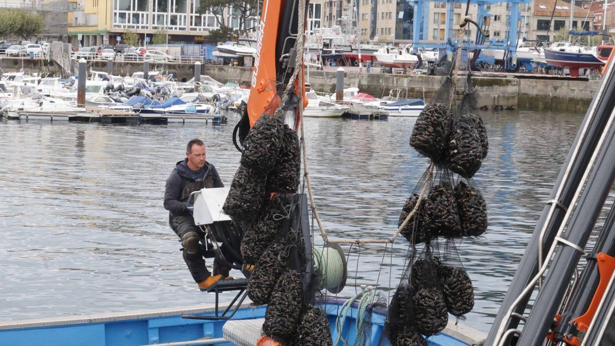 El regreso del mejillón al puerto de Bueu tras cuatro meses de cierre por biotoxinas