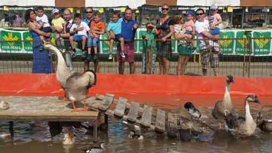 Un grupo de familiares y amigos observan algunas de las aves expuestas en la Feria de Maquinaria Agrícola y Ganadera.