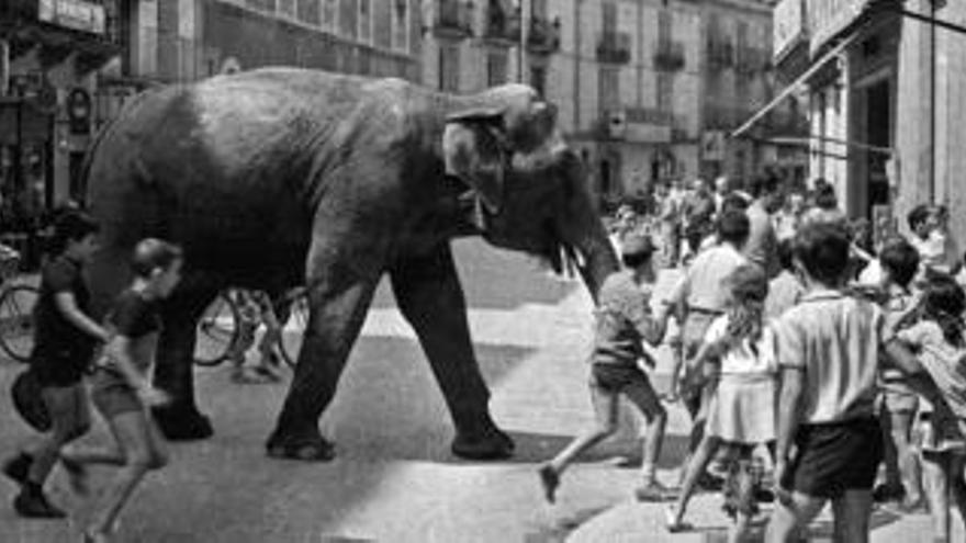 Un elefant al mig de Súria, als 70.