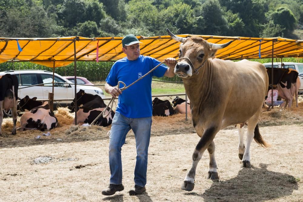 Feria de ganado en Santullano