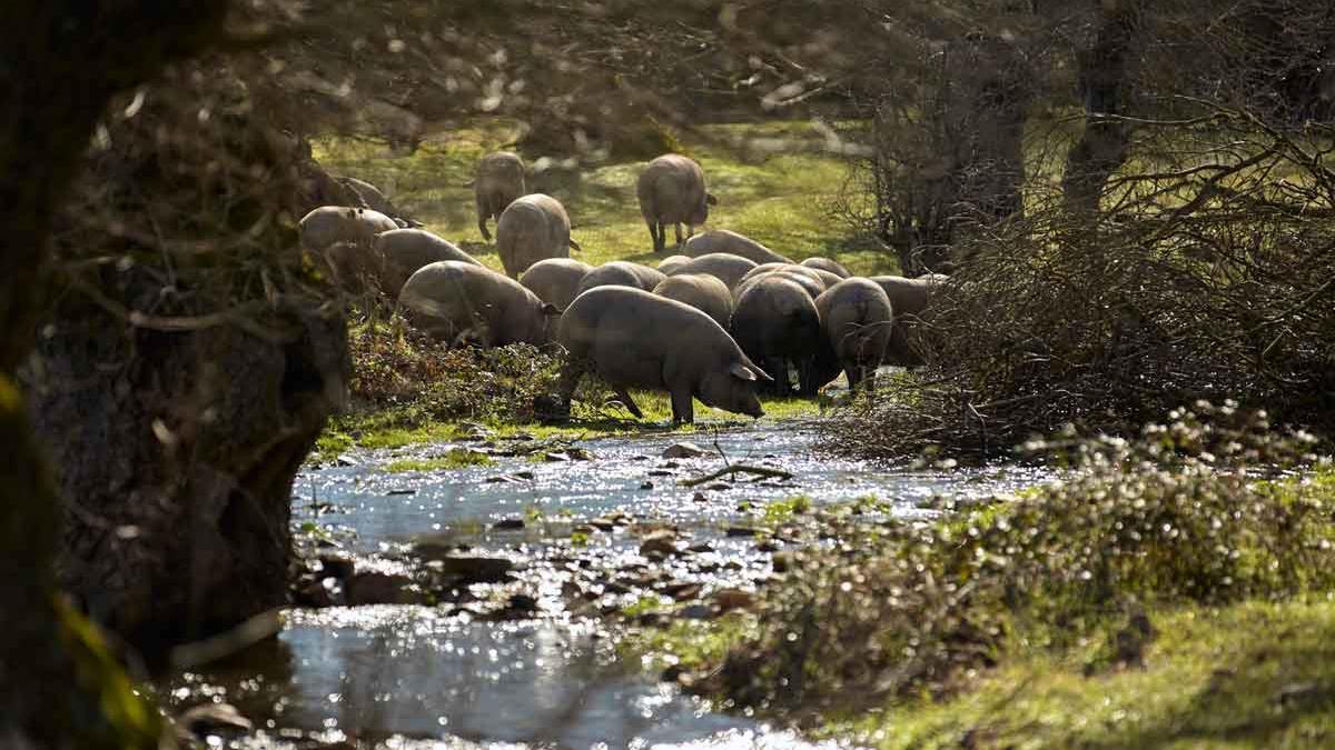 Los cerdos ibéricos de Castro y González se alimentan de manera natural en la dehesa.