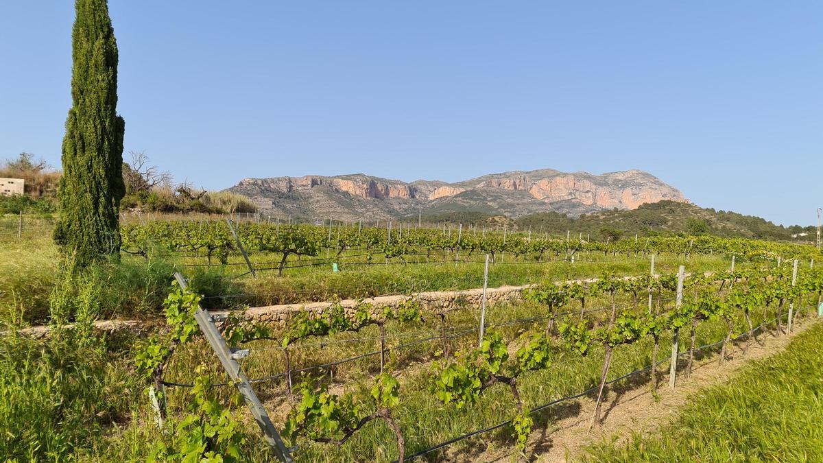 PAISAJE: Viñas en bancales de muros de piedra seca y, al fondo, el Montgó