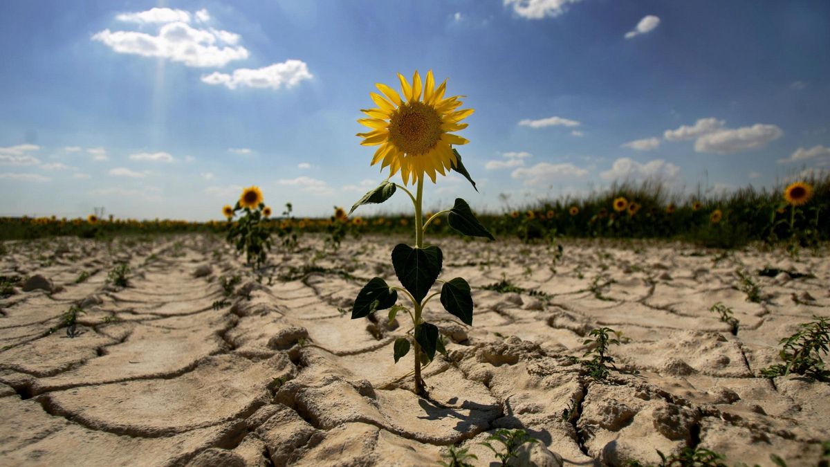 Archivo - Desertización. Sequía. Ola de calor. Cambio climático