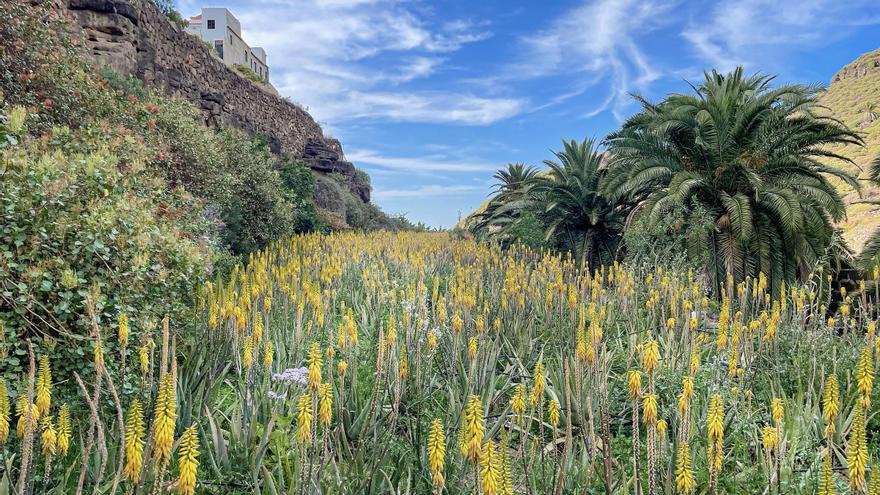La contribución de LEADER en forjar proyectos rurales
