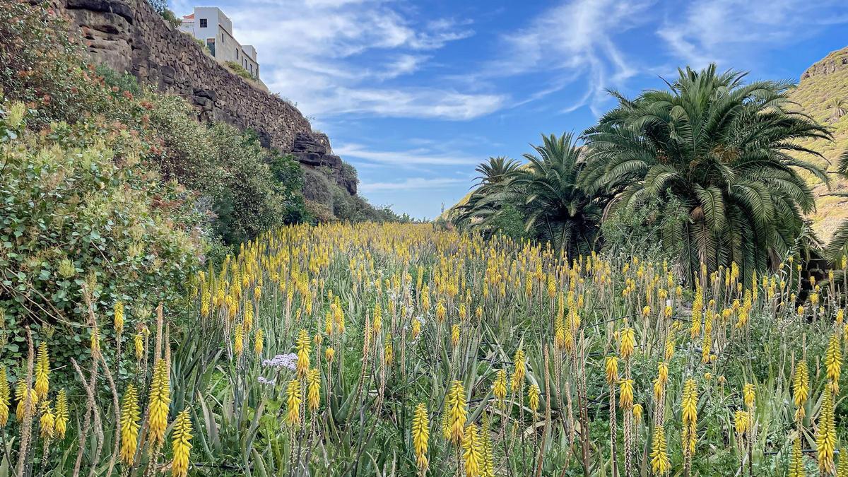 Sirlene Alonson, Aloe Vera La Cuevita, Barranco Azuaje, Moya.