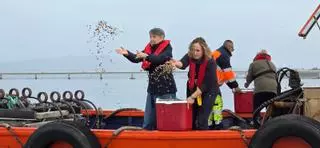 O Bohído «se come» más de un millón de unidades de semilla de almeja en tres años y medio