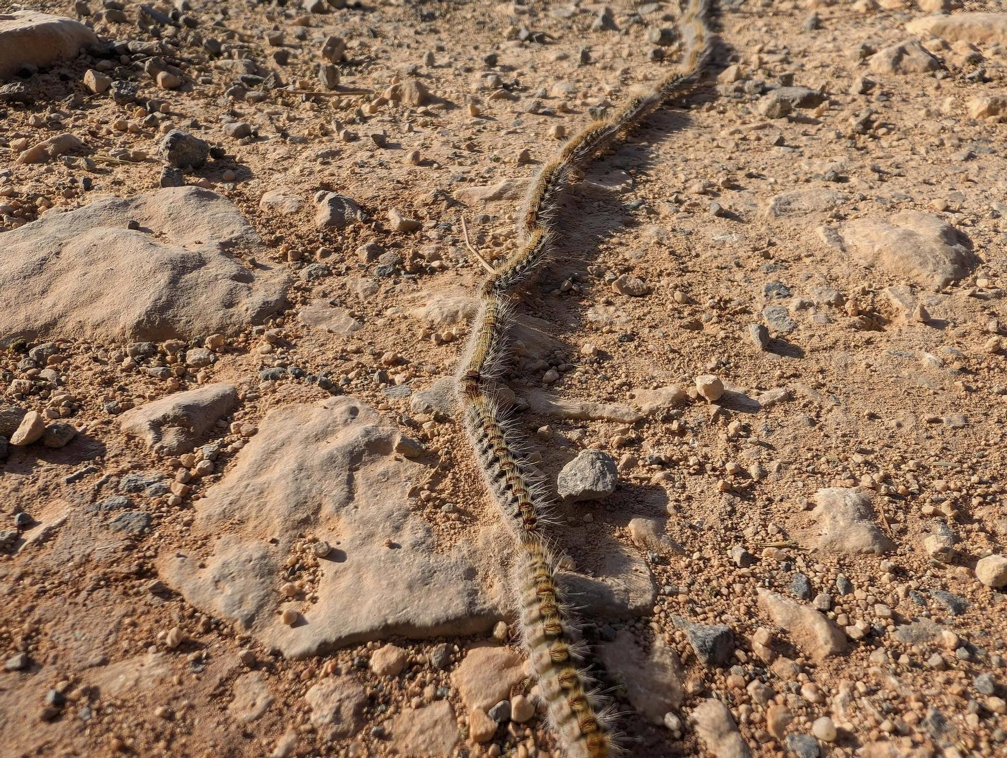 La procesionaria, una plaga que se expande en las zonas naturales