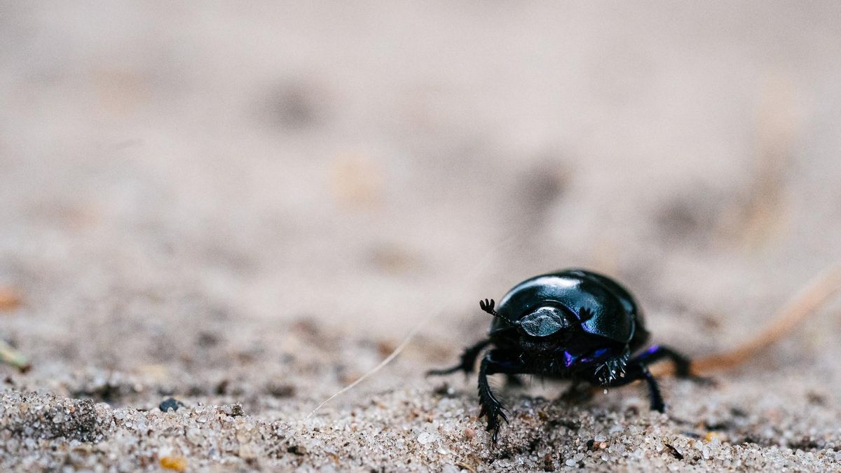 Una imatge d’arxiu d’un escarabat blau («Hoplia coerulea»)