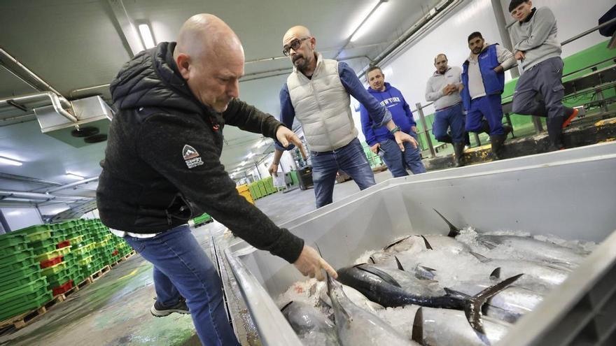 El primer bonito del norte se hace de rogar: la rula avilesina aguarda para la subasta del "campanu del mar"