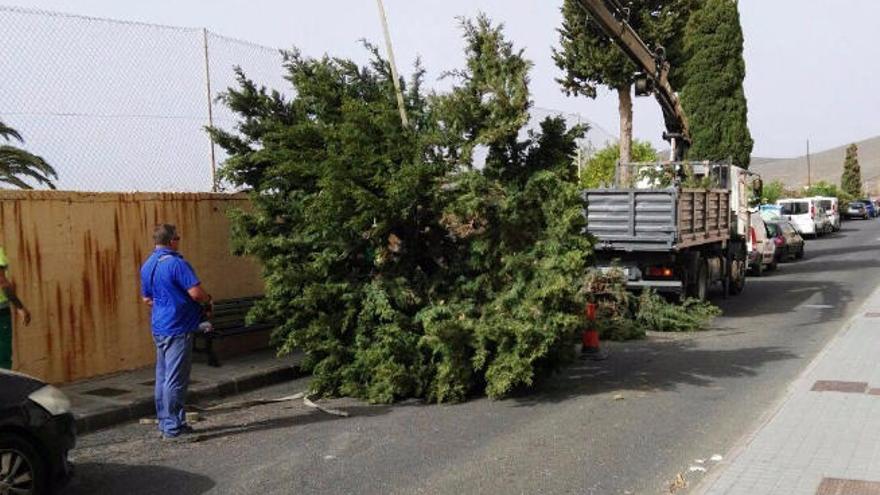 Los vecinos apoyan la tala de los pinos en la avenida de La Banda