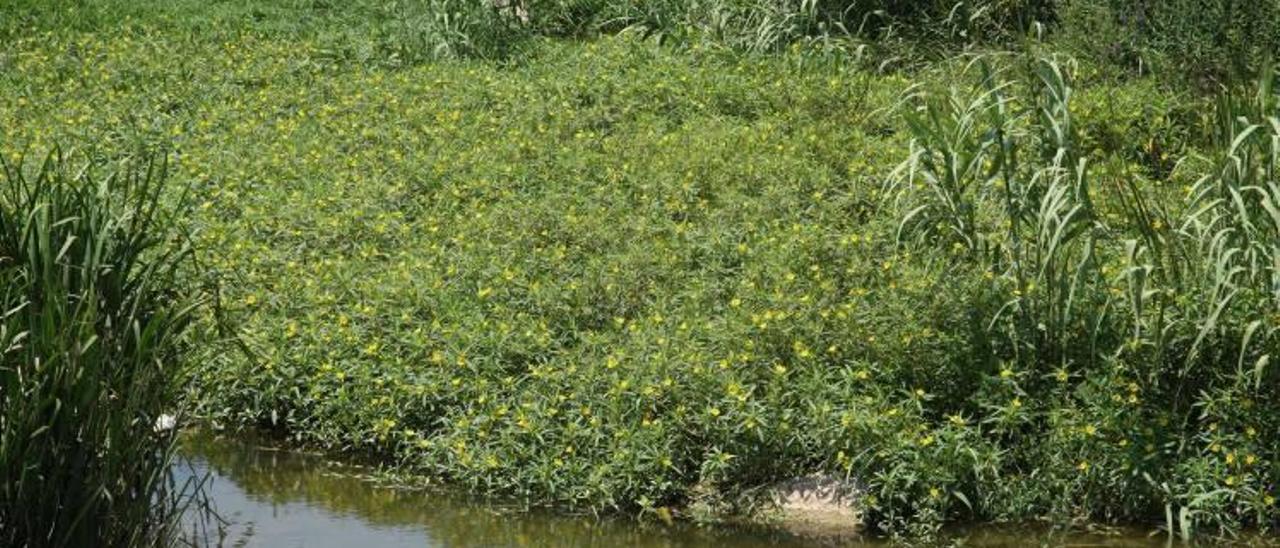 La CHJ elabora un nuevo plan para combatir la planta acuática invasora