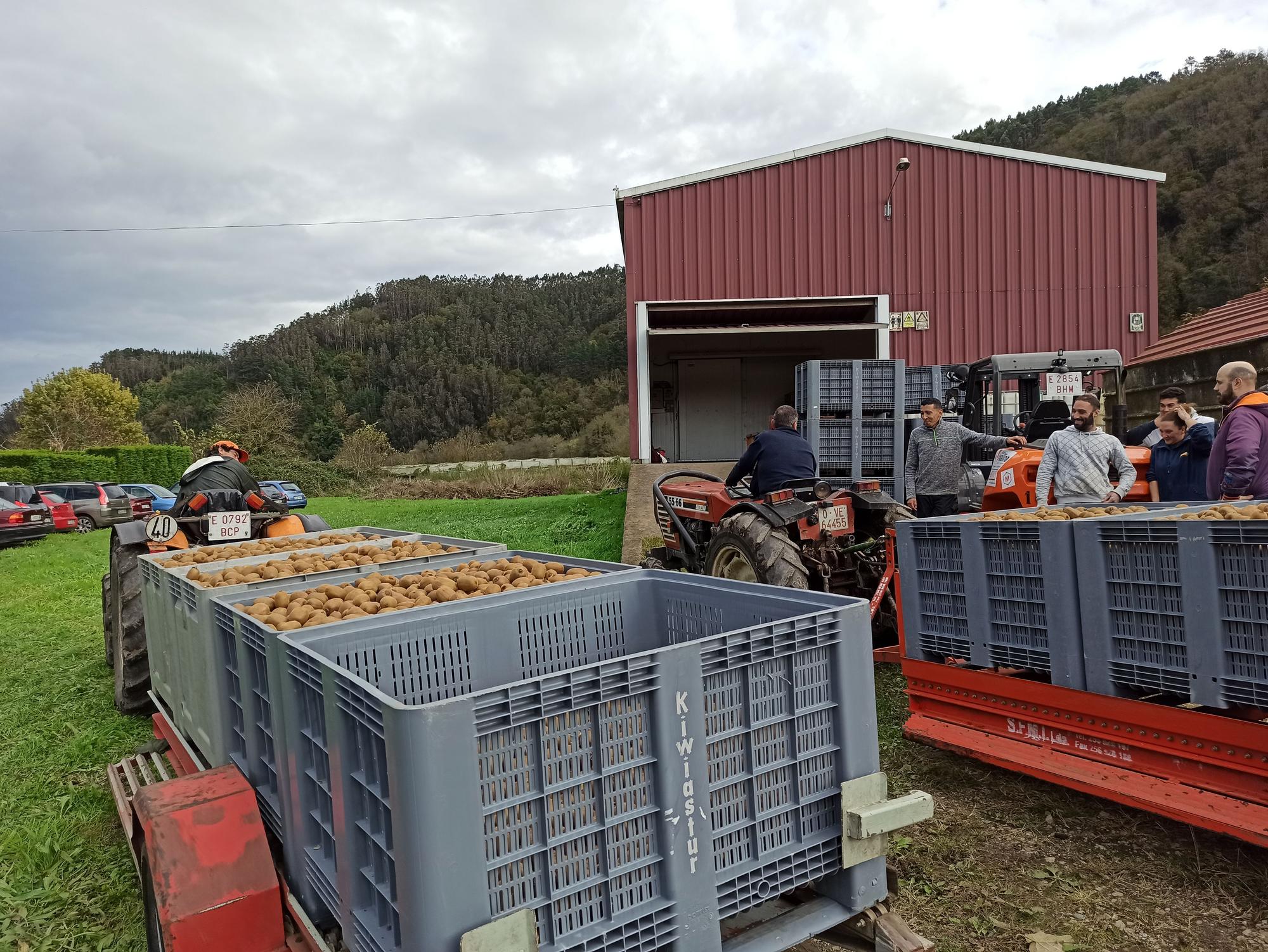 EN IMÁGENES: Inicio de la cosecha de kiwis en Pravia