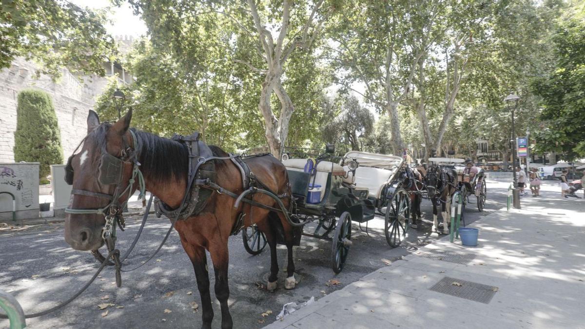 Las calesas de caballos han generado mucha polémica estas últimas semanas por el sofocante calor. | MANU MIELNIEZUK