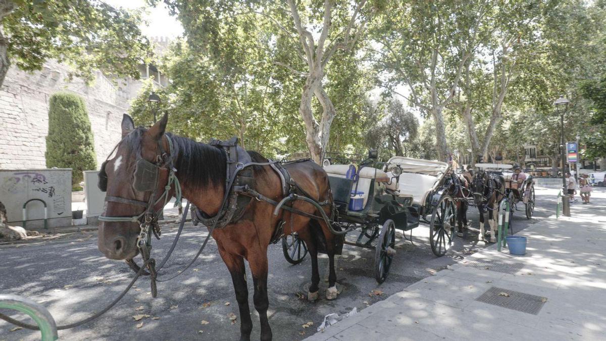Las calesas de caballos en Palma.