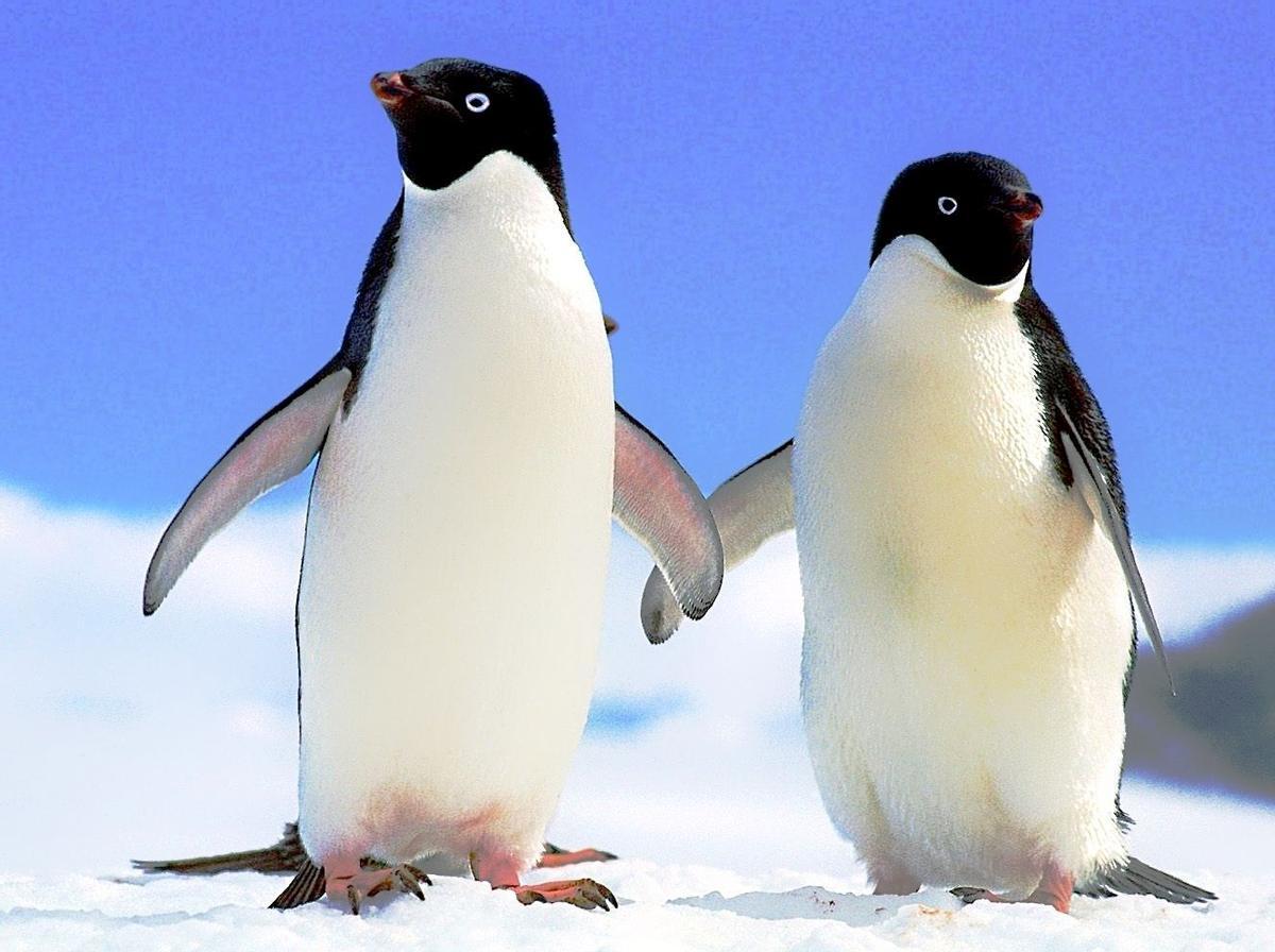 pinguino adelaida