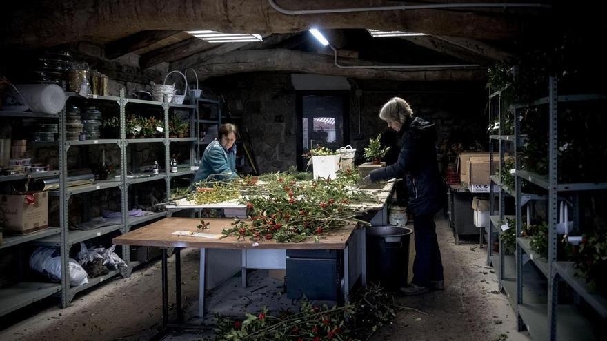 La reserva de acebos más grande de Europa está en Soria y existe un culto a su alrededor: &quot;Exportamos a toda España de forma artesanal&quot;