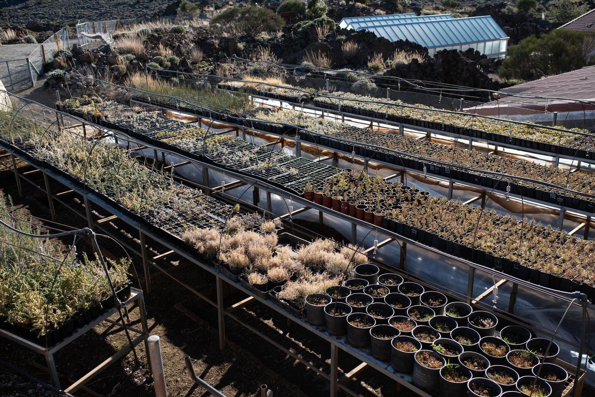 Vivero Parque Nacional del Teide (El Portillo)