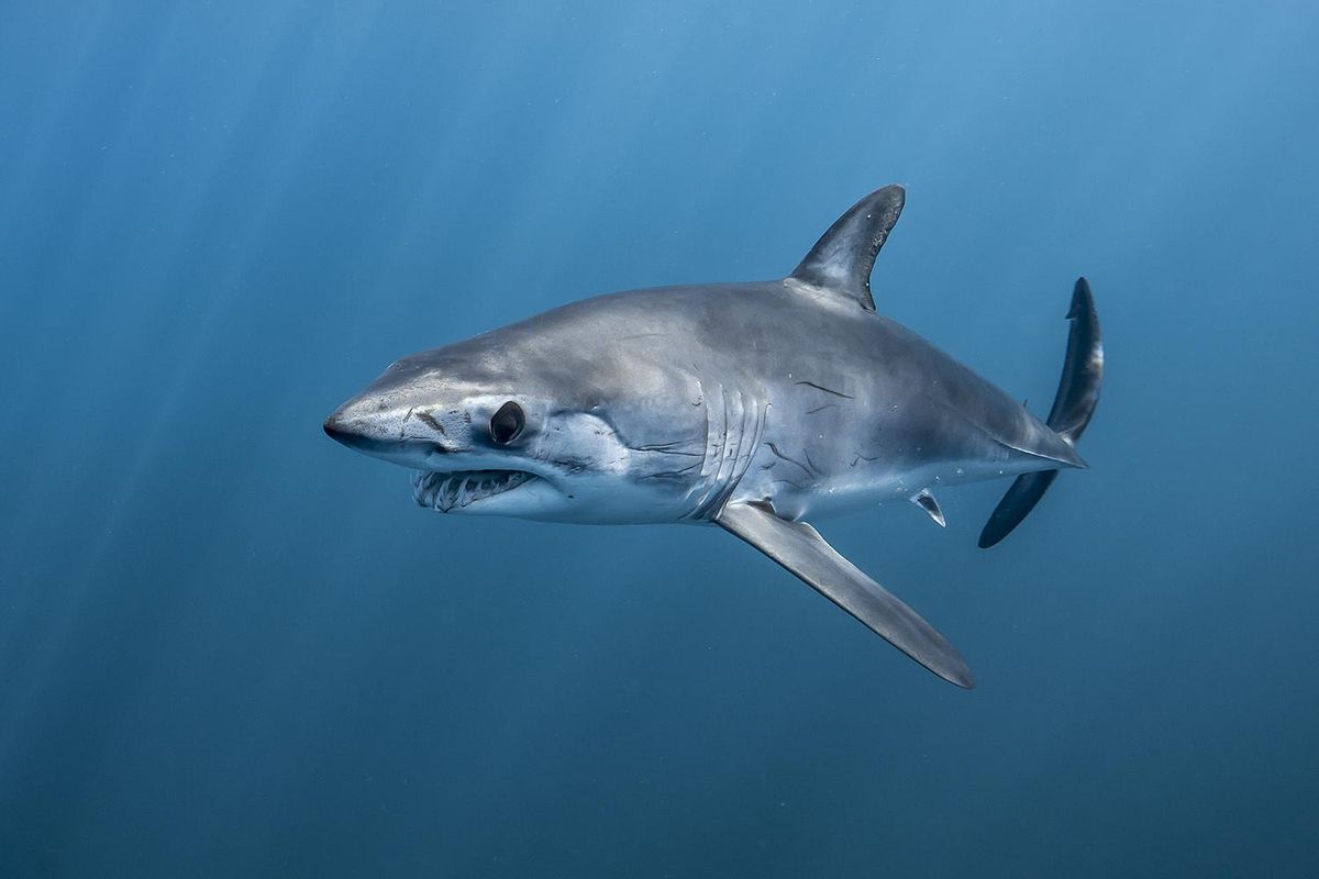 Tiburón Mako