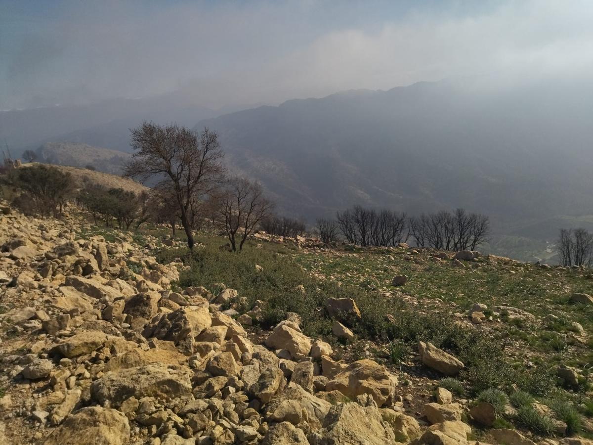 Desolación, erosión y bandadas de cuervos en las laderas del Coll de Rates arrasadas hace 8 meses por el fuego (imágenes) Desolación, erosión y bandadas de cuervos en las laderas del Coll de Rates arrasadas hace 8 meses por el fuego (imágenes)