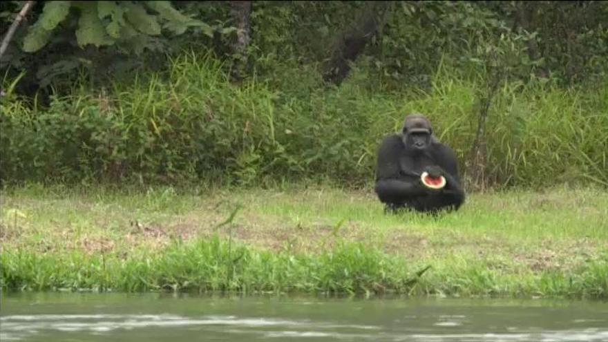 La emotiva puesta en libertad de dos gorilas en Francia