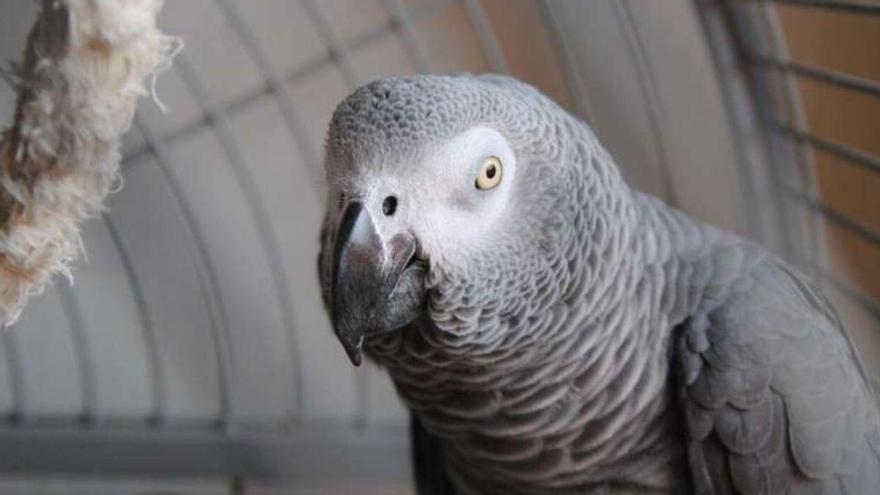 Los loros no solo imitan palabras: también pueden usar nombres propios como los humanos