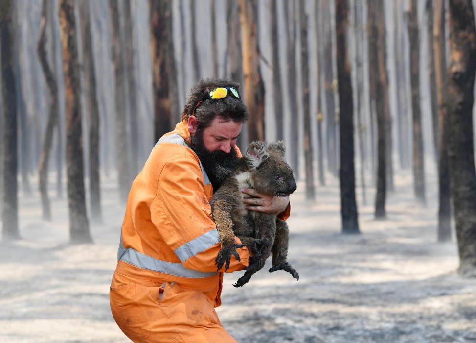 Els incendis forestals han matat més de 1.000 milions d'animals a Austràlia