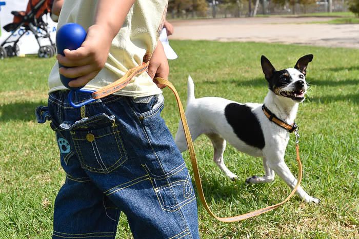 II Feria de mascotas, en Maspalomas