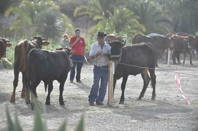 FFERIA GANADO SAN LORENZO 2017