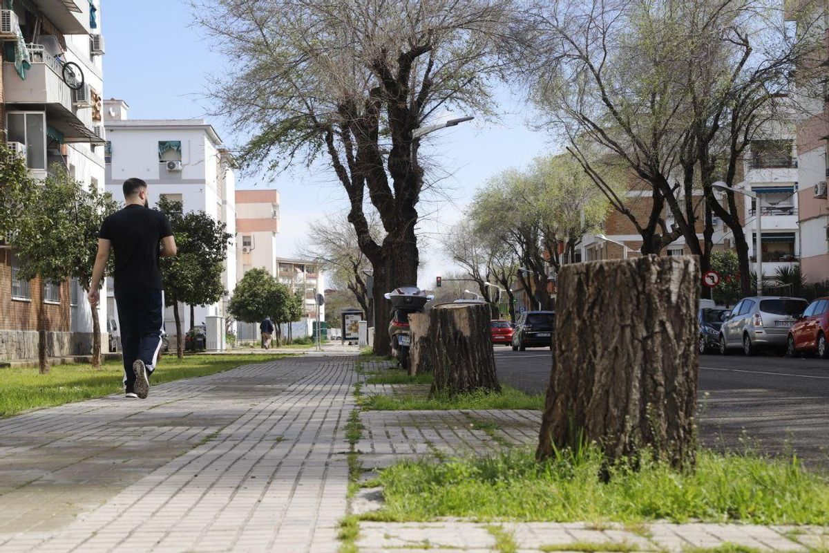 Infraestructuras firma la obra de la avenida Virgen Milagrosa y sigue adelante con la tala de 123 olmos