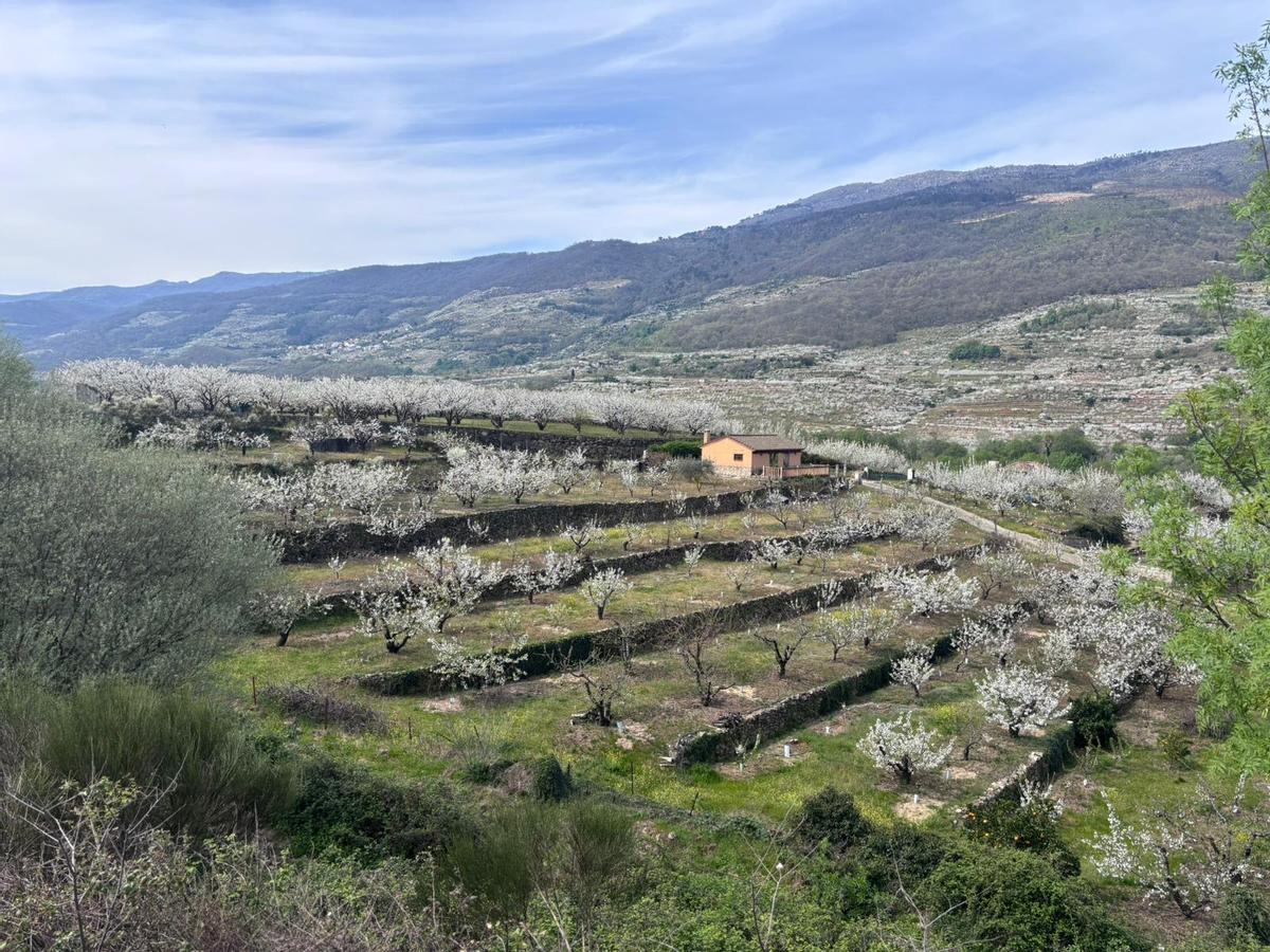 El valle del Jerte con los cerezos florecidos.