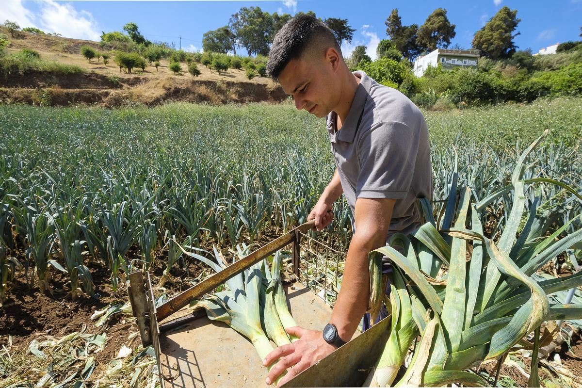 Alberto Arencibia Ramos, joven agricultor de Fontanales, en su cultivo de puerros.