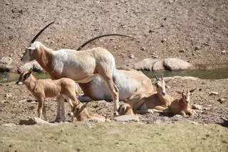 Terra Natura Murcia da la bienvenida a cinco nuevas crías de Oryx cimitarra