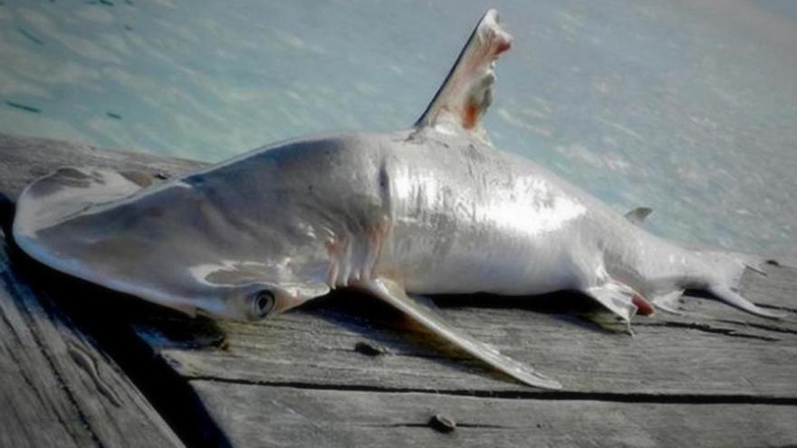 Descubierta una nueva especie de tiburón martillo en aguas de Belice