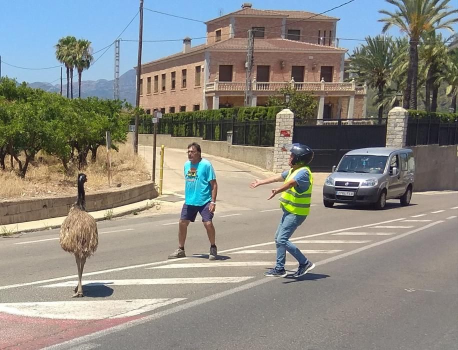 Avestruz suelto por Palma de Gandia