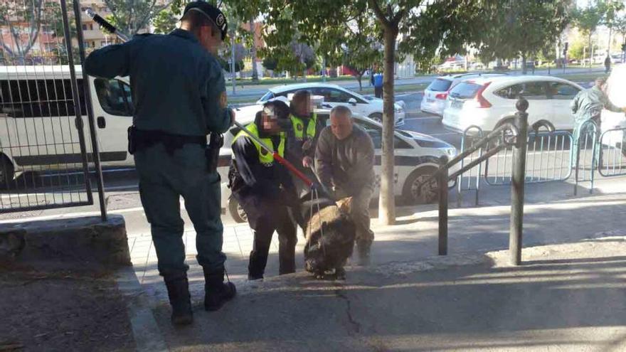 La Policía captura a un cerdo vietnamita de 70 kilos