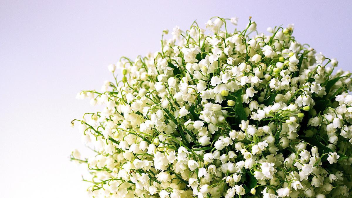 Lirio del valle: Las flores naturales de delicado aroma que mejor quedarán  en tu casa