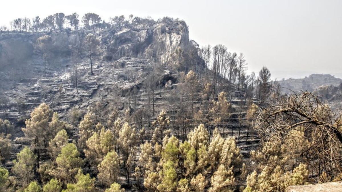 Árboles calcinados ayer en la Vall d’Ebo.  | JUANI RUZ