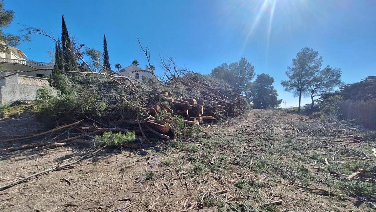 Pinos talados y apilados
