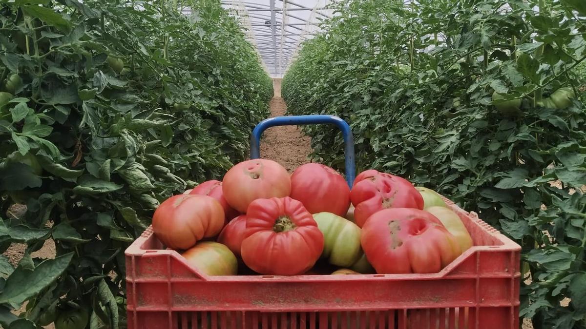 El mejor tomate rosa en Barbastro