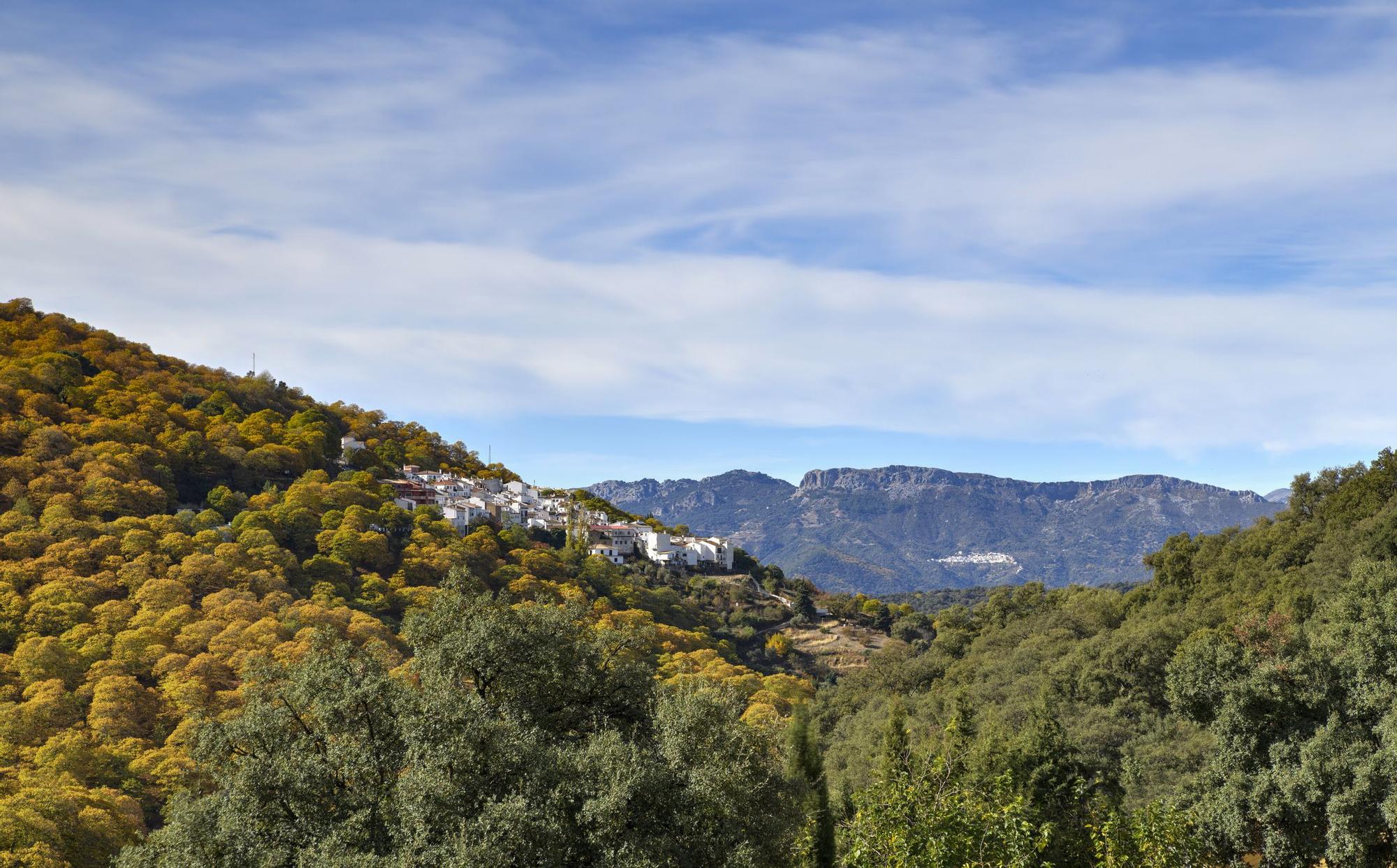 Vista del bosque del cobre en Pujerra