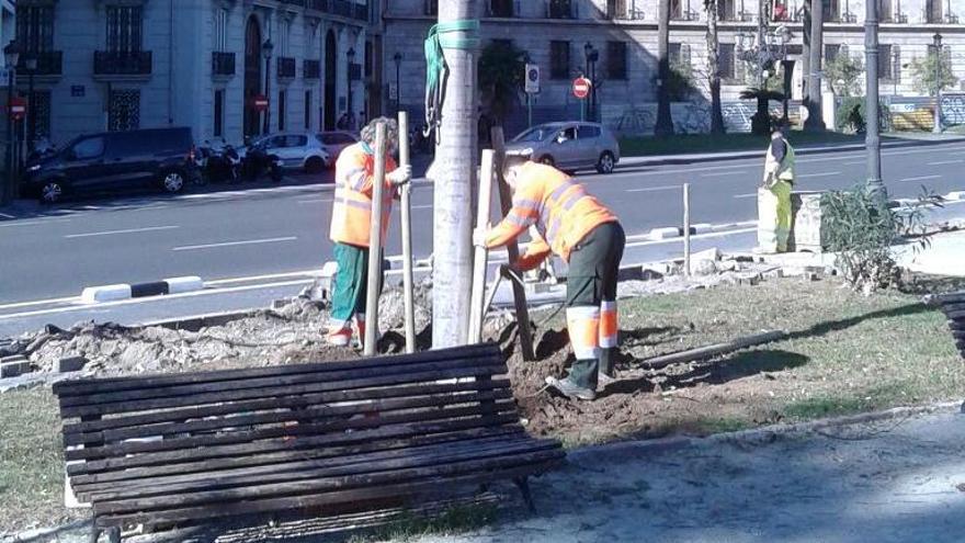 El ayuntamiento planta más árboles para hacer frente a las bajas por los temporales