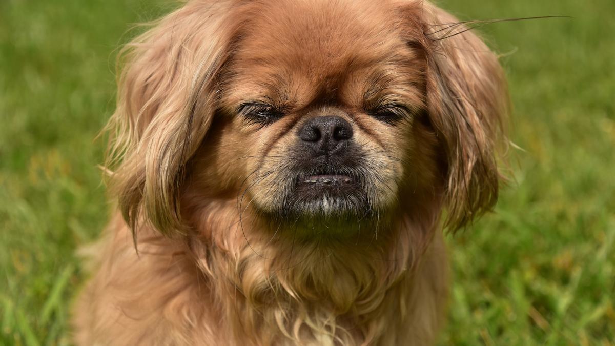 Pequinés: una de las razas de perros pequeños más feas del mundo