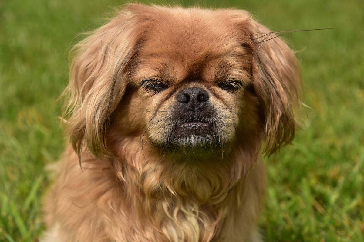 Pequinés: una de las razas de perros pequeños más feas del mundo