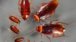 La especie de avispa que mata cucarachas