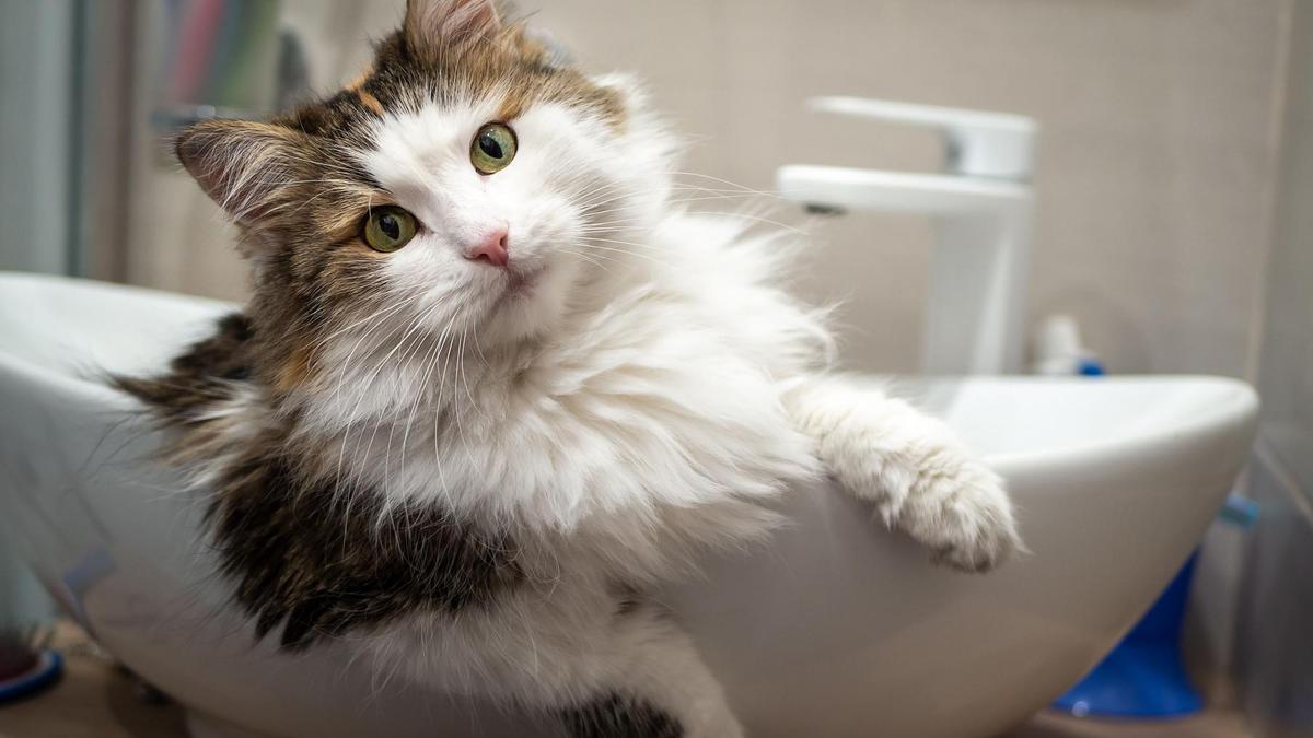Descubre los motivos por los que a los gatos no les gusta el agua.