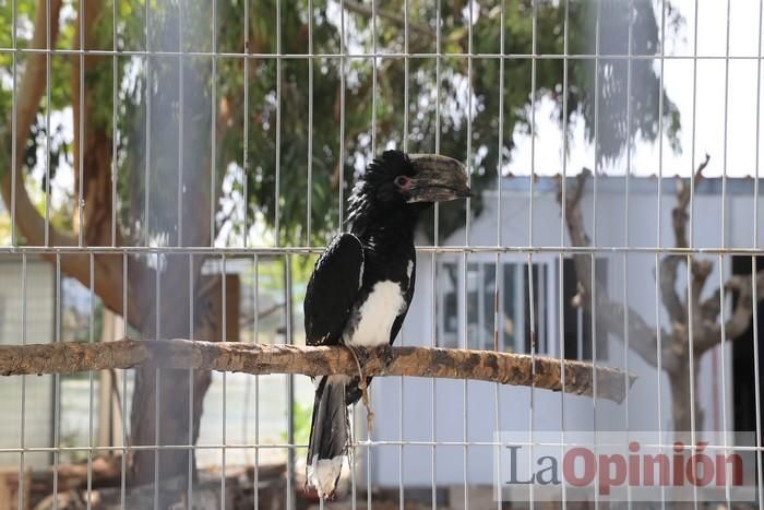 Las Águilas del Sol de Puerto Lumbreras piden ayud